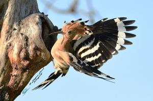 Smrdokavra, Foto: Dejan Part