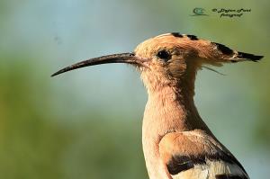 Smrdokavra, Foto: Dejan Part