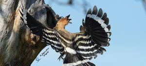 Smrdokavra, Foto: Dejan Part